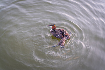 The waterfowl bird, great crested grebe with chick, swimming in the lake.