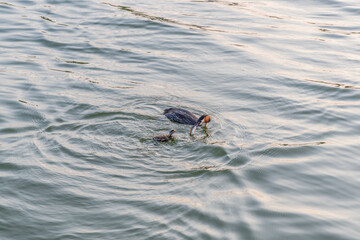 An adult great crested grebe feeds its chick with fish on a summer evening.