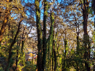 an old forest tree in Landour, capturing the raw textures and earthy tones of the Himalayan jungle.