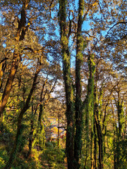 Fototapeta premium an old forest tree in Landour, capturing the raw textures and earthy tones of the Himalayan jungle.