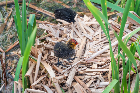 Eurasian Coot with Chicks in nest. Eurasian coot, Fulica atra
