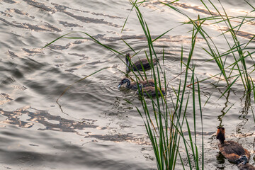 An adult great crested grebe feeds its chick with fish on a summer evening.