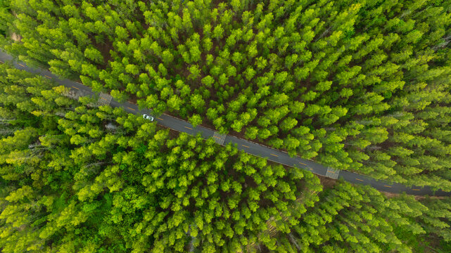 Aerial view of dark green forest road and white electric car Natural landscape and elevated roads Adventure travel and transportation and environmental protection concept	