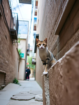 alley cat on tha wall