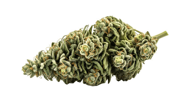 A single dried cannabis flower bud isolated on a white background.