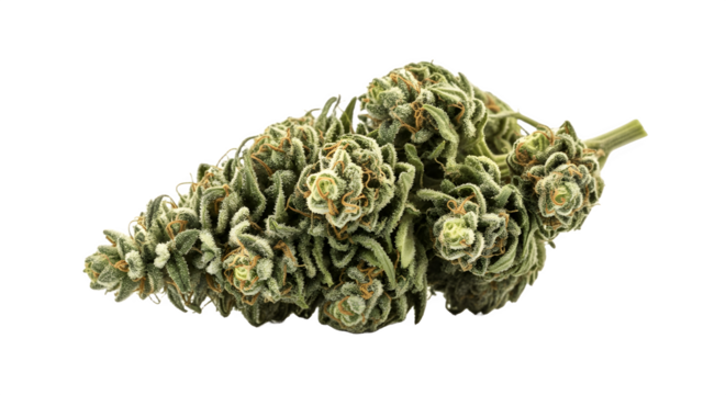 A single dried cannabis flower bud isolated on a white background.