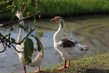 Two domestic geese standing near a pond with green grass and foliage