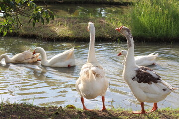 Geese enjoying a sunny day in a tranquil pond with lush green surroundings