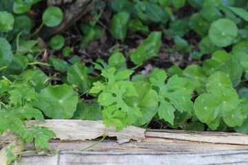 Close-up of vibrant green plants with unique leaf shapes in natural setting