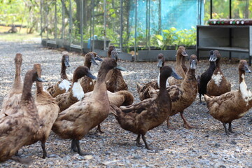Fototapeta premium A flock of brown ducks gathered together on a gravel surface