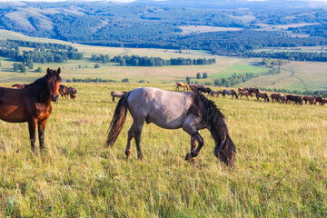Obraz premium A herd of horses grazes on the slopes of the Ural Mountains on a summer day