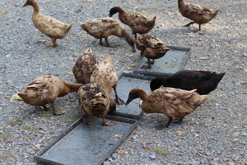 Ducks gather around a feeding trough on a gravel surface