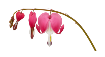 Bleeding Heart Flowers on a Stem.