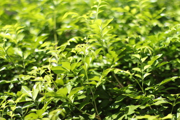 Close-up of vibrant green leaves in bright sunlight, perfect for backgrounds