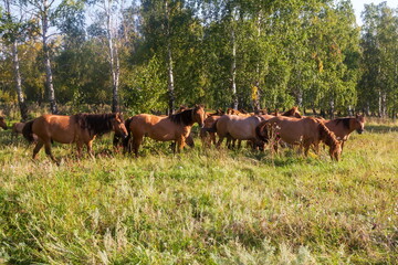 A herd of Bashkir horses grazes in a clearing in the forest on a summer day