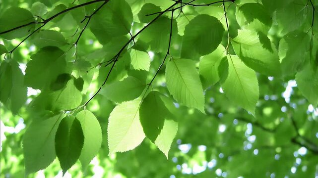 Vibrant green leaves flutter gently in the bright sunlight filtering through trees.