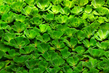 water lettuce Pistia stratiotes a free-floating aquatic plant, water cabbage, Nile cabbage, or shellflower.