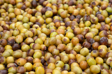 Close-up Green Coffee Beans Drying Texture