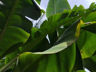 A vibrant low-angle view captures the enormous, bright green leaves and thick stalks of a banana plant, dramatically backlit by the tropical sunlight.