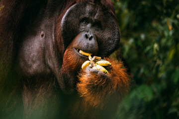 Obraz premium Orangutanes en libertad en la selva de Sumatra