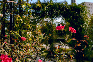 flowers in the garden