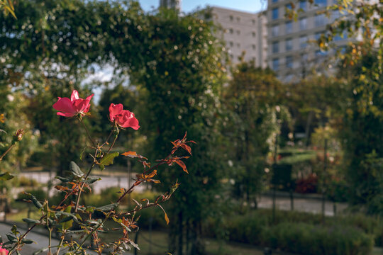 flowers in the garden