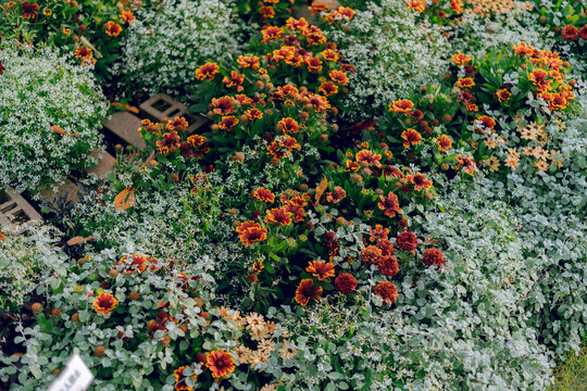 field of flowers