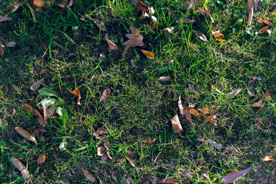  in the grass