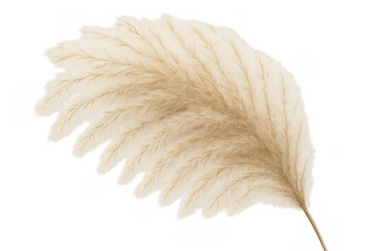 Dried pampas grass plume with fluffy texture, neutral beige decor element for bohemian and natural designs, transparent background