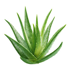 Green aloe vera plant with water droplets on black background succulent 2, Cut Out, Isolated On White Background, Png Transparent