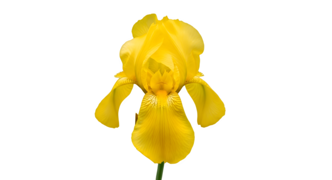 Vibrant yellow iris flower blooms in full view against a white backdrop.