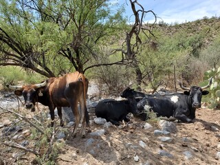 Free Range Cows on Desert Ranch Land in Arizona near Superior
