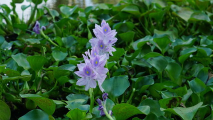 Water hyacinth flowers bloom on pond, vibrant green leaves above