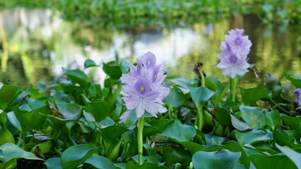 Purple water hyacinth flowers thriving on a calm pond surface