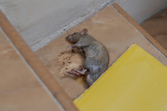 A trapped mouse caught on a sticky glue board, showing a close-up scene used for pest control and hygiene awareness.
