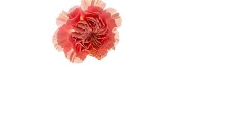 Soft Misty Rose Flower With Shimmering Gold Glitter on Gentle Abstract Background