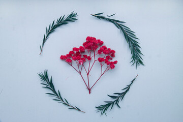 red and blue berries on a branch