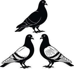 Stylized pigeon silhouettes and detailed vector bird illustration set, urban city dove graphic design collection for wildlife education, branding, nature projects, logo elements