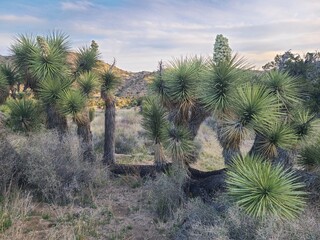 A Joshua tree in bloom in the Mojave desert