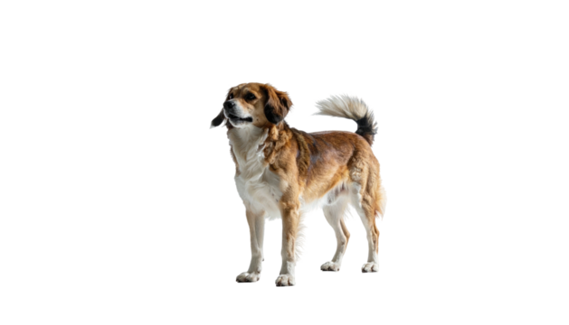 Brown/white dog stands, looking left, on a black background