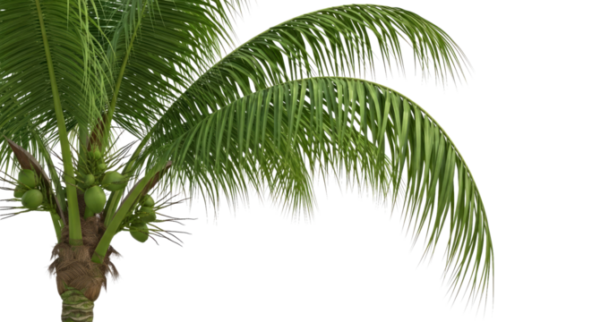 Realistic Green Palm Tree Illustration With Coconuts Long Fronds Tropical White Background