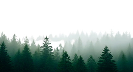 Misty Forest with Cutout Silhouette of Birds image