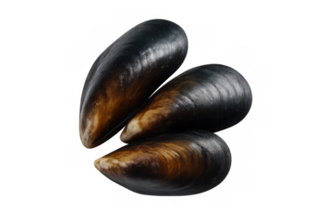 Fresh raw unopened mussels, perfect ingredient for cooking seafood and gourmet marine dishes on transparent background