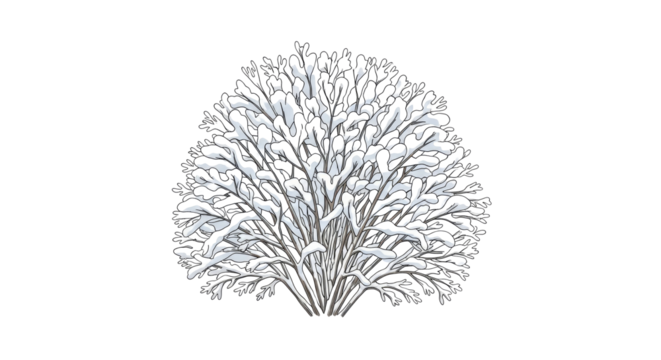 Snow Covered Shrub Line Art White Background Digital Clip Art Seasonal Winter Illustration