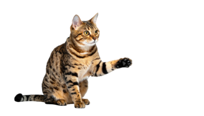 Spotted cat reaching out with paw, isolated on black