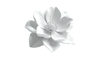 All-white flower blossom against black background, elegant