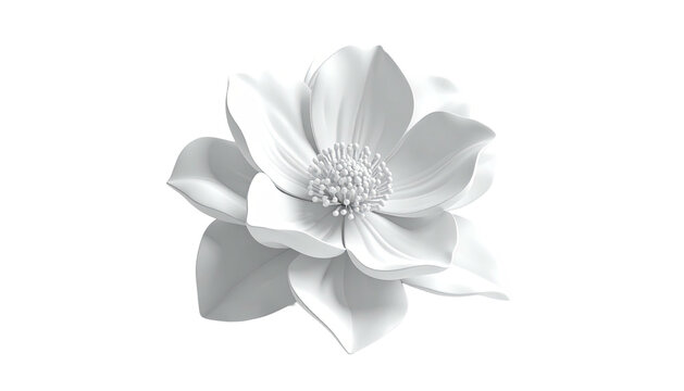 All-white flower blossom against black background, elegant