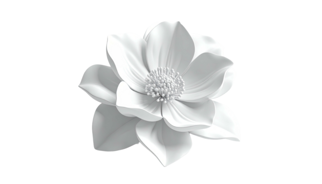 All-white flower blossom against black background, elegant