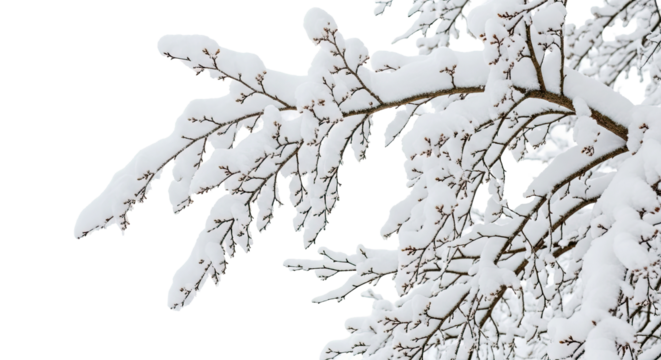 Snowy Tree Branch Winter Landscape Close Up Frosty Scene High Quality Nature Photography