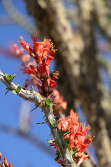 Ocotillo plant wildflowers at the Ocotillo Patch in Joshua Tree National Park, California